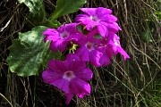 28 Primula irsuta (Primula hirsuta)